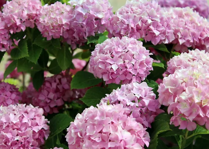 Fara Apartman Kraljevica