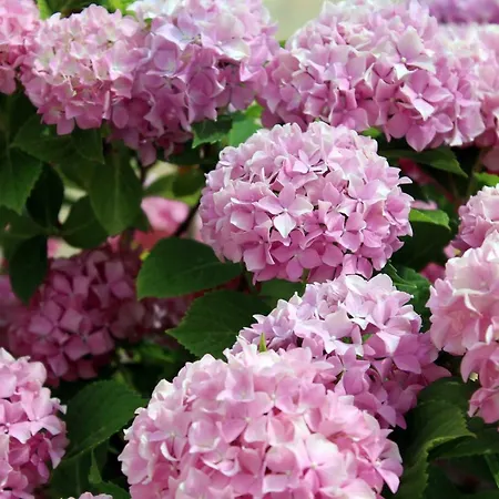 Fara Appartamento Kraljevica